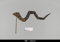 藏品(印度喀拉拉邦皮影)的圖片